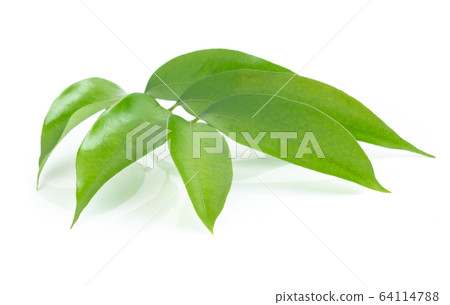 Lychee leaf isolated on white background 64114788