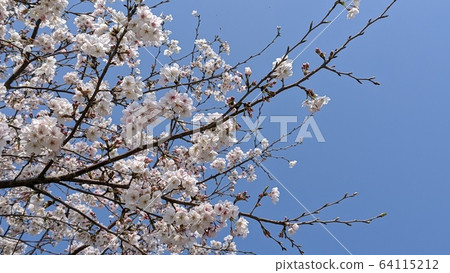藍天和櫻花 藍天和櫻花 64115212