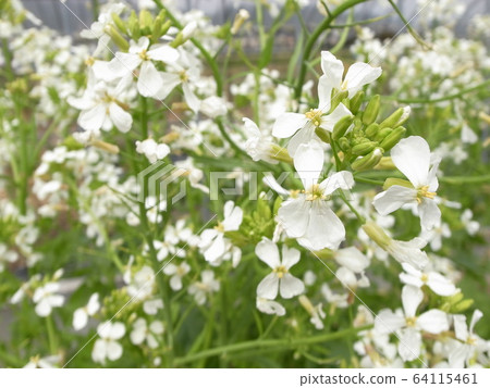 Daikon Flower Daikon Flower 64115461