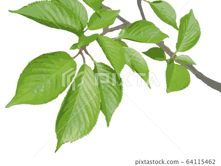 新鮮的綠色櫻桃葉 新鮮的綠色櫻桃葉 64115462