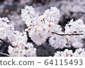 Cherry Blossoms	 64115493