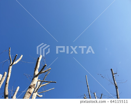 tree tree 64115511