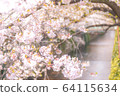 Cherry Blossoms	 64115634