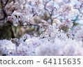 Cherry Blossoms	 64115635