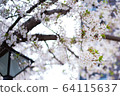 Cherry Blossoms	 64115637