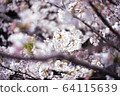 Cherry Blossoms	 64115639