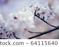 Cherry Blossoms	 64115640