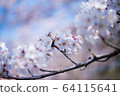 Cherry Blossoms	 64115641