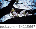 Cherry Blossoms	 64115667