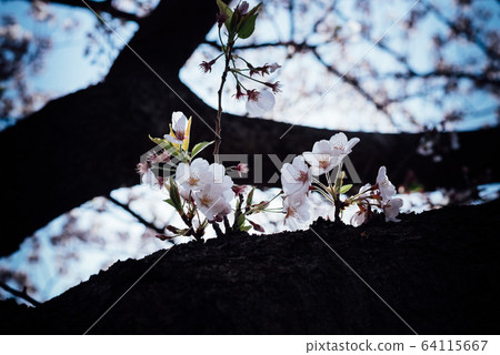 Cherry Blossoms	 64115667