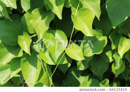 Leaves of Green-tailed Fuji 64115819