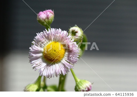 Hardion (Spring Purple) Hardion (Spring Purple) 64115936
