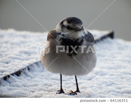 小鳥hakusekirei（野鳥） 64116351