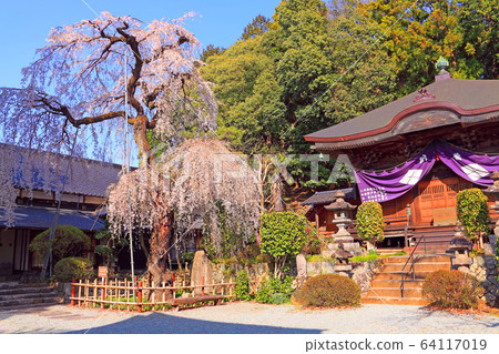 Fukukoenji cherry blossoms 64117019