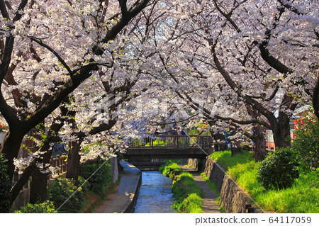 吉野櫻花樹 64117059