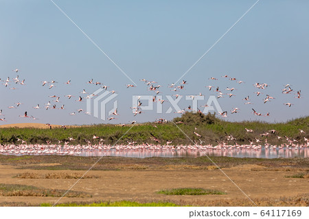 Rosy Flamingo colony in Walvis Bay Namibia Rosy Flamingo colony in Walvis Bay Namibia 64117169
