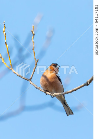 small beautiful bird, common chaffinch 64117183