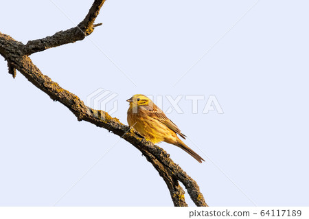 bird yellowhammer, Europe wildlife 64117189