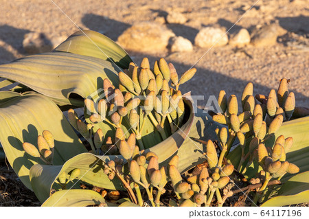 Welwitschia mirabilis desert plant, Namibia 64117196