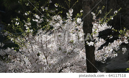 春天的春天的花朵 春天的春天的花朵 64117518