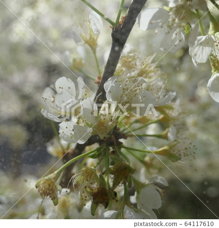Springtime spring flowers Springtime spring flowers 64117610
