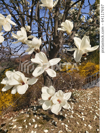 magnolia magnolia 64117697