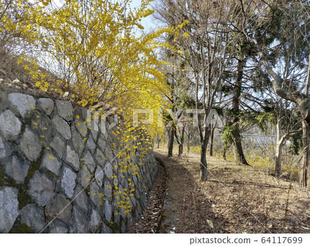 forsythia forsythia 64117699