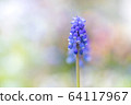Muscari 64117967