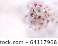 Cherry Blossoms	 64117968