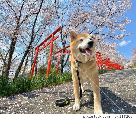 Cherry blossoms in full bloom, Senbon Torii and Shiba Inu 64118203