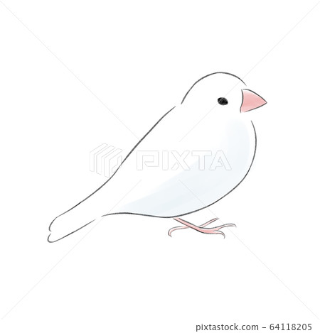 Shirobuntori looking sideways 64118205