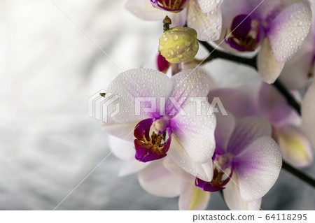 Beautiful orchid on a silver background. Blooming flowers Beautiful orchid on a silver background. Blooming flowers 64118295