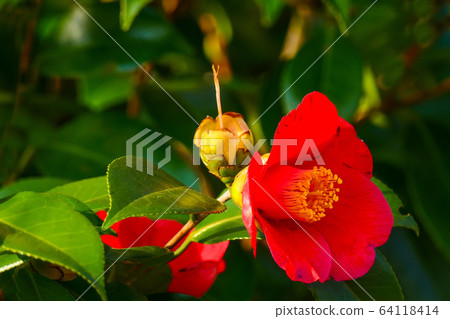 When the red camellia blooms 64118414