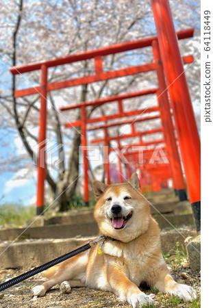 盛開的櫻花，千本鳥居和柴犬 64118449