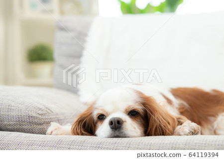 狗午睡 狗午睡 64119394