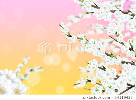 Cherry blossom illustration Cherry blossom illustration 64119425