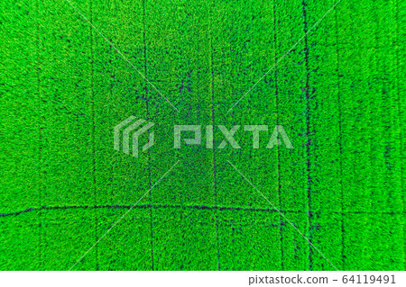 Green rice plantation field aerial view 64119491