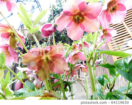 粉色大花聖誕節玫瑰 64119630