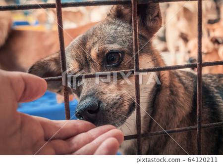 Close-up of male hand petting caged stray dog in 64120211