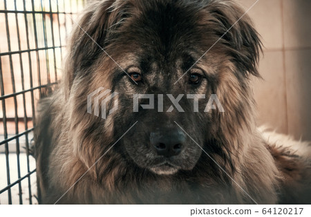 Sad dog in shelter waiting to be rescued and 64120217