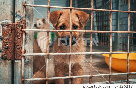 Sad puppy in shelter behind fence waiting to be 64120218