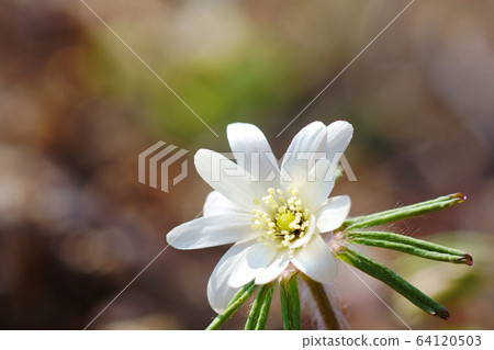 Azumaichige荒野 64120503