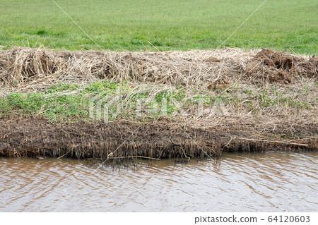 Mown reed at the side of the ditch Mown reed at the side of the ditch 64120603