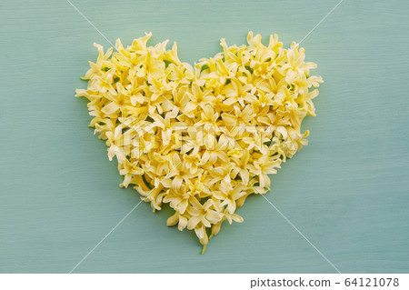 Floral heart made of yellow hyacinth petals on light blue background. 64121078