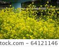 Beautiful rape flowers in spring 64121146