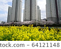 Rape flowers and cherry blossoms 64121148