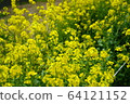 Yellow flower 64121152