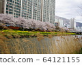 Onsen spring cherry blossoms 64121155