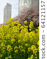 Rape flowers and cherry blossoms 64121157