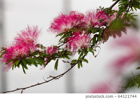 【大阪市舂割墓地】合歡樹（Albizia japonica）花朵盛開，營造出精緻的深紅色景觀，預示著初夏（六月）的到來。 64121744